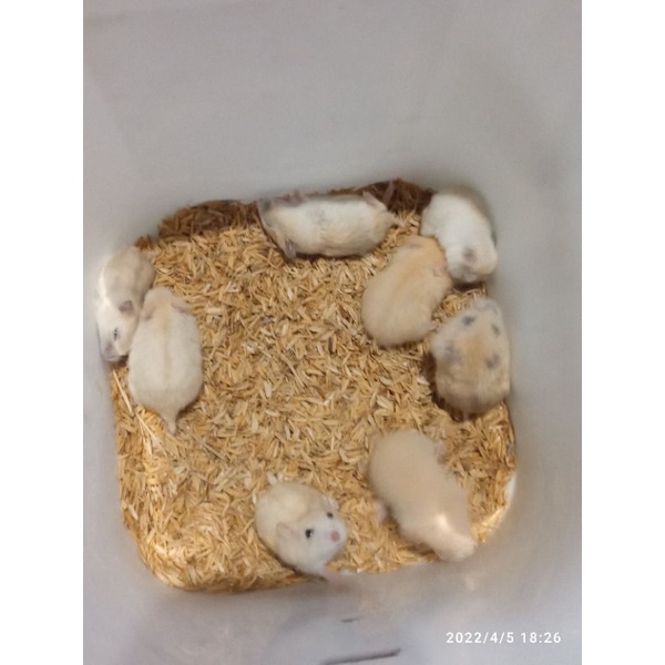 Image of Hamster winter white golden #3