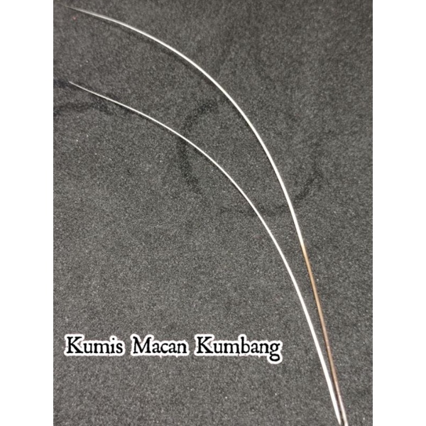 Acc Kumis Macan ori