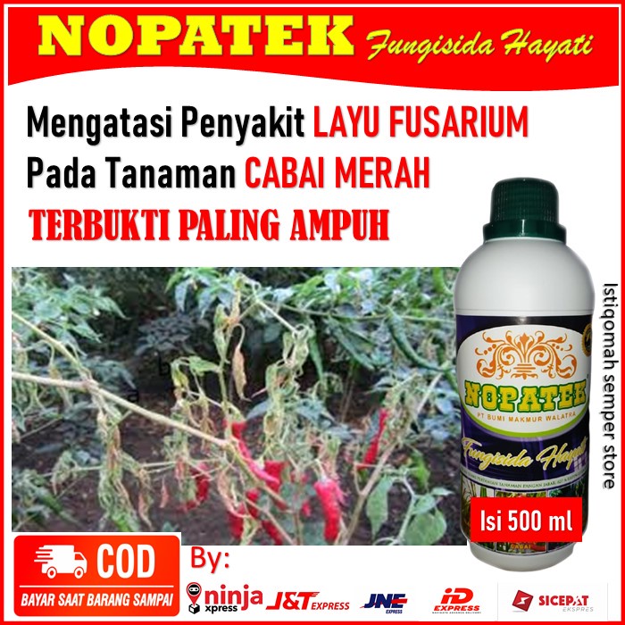 Obat Nopatek Cabe Terbaik - Obat Nopatek Atasi Layu Fusarium Cabe - Obat Layu Fusarium Cabe - Nopate