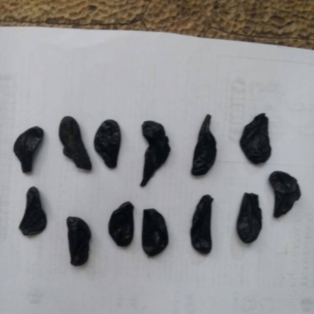 empedu bulus asli ibu aminah obat tradisional kencing manis kolesterol pegel linu sakit lever darah 