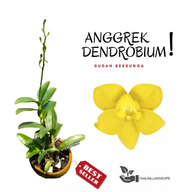 tanaman hias bunga anggrek dewasa - bunga anggrek kuning - angrek - bunga anggrek