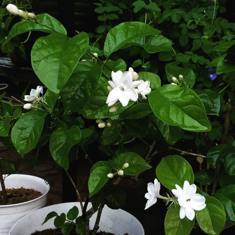 Tanaman Hias Bunga Melati Kampung (Jasminum Officinale) Berbunga - bibit melati kampung bunga murah - BAKUL KEMBANG