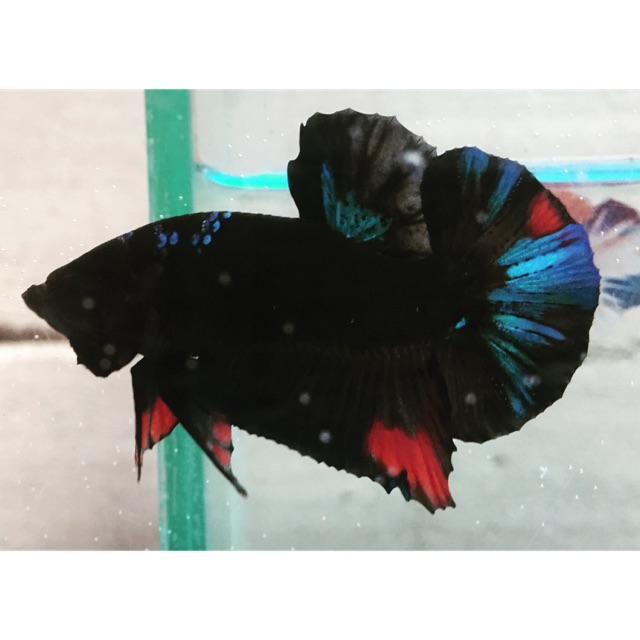 Ikan Cupang Avatar Gordon 07 Vip Class Shopee Indonesia