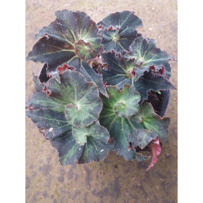 begonia 2 keong hijau