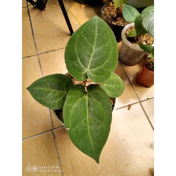 Anthurium Ace Of Spades x Anthrurium Dressleri