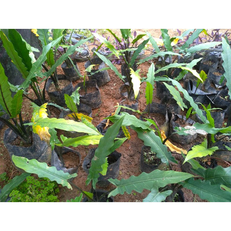 Bunga Antorium Black Sipit / Black Sipid