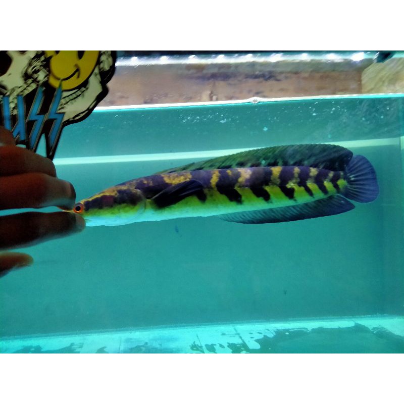 Channa maru yellow Riau 26-28 cm kuning mental siap gigit tangan foto ikan asli