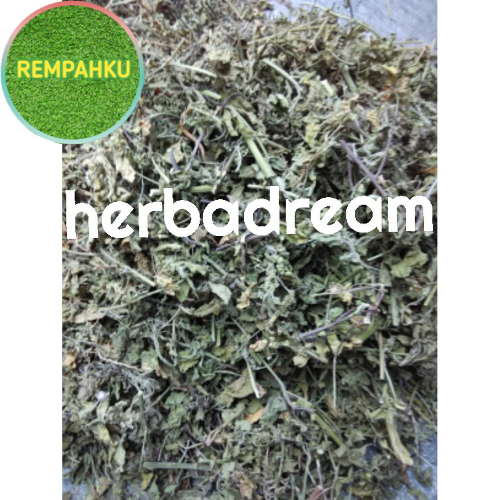 

TANAMAN ANTING ANTING KERING 100gr - Acalypha Australis Linn - M