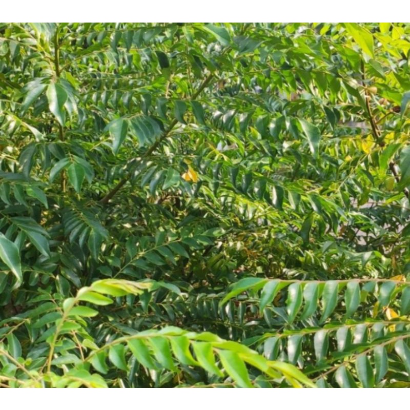 

daun kari salam