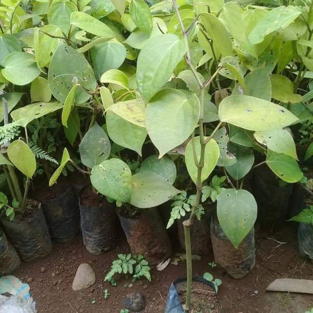 Bibit lada mrica siap tanam  lada genjah
