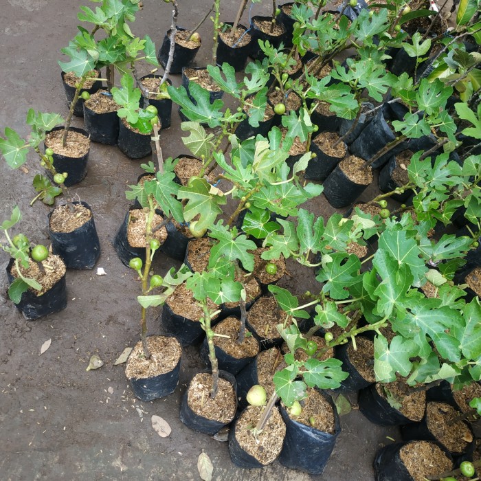 Bibit buah tin jumbo sudah berbuah