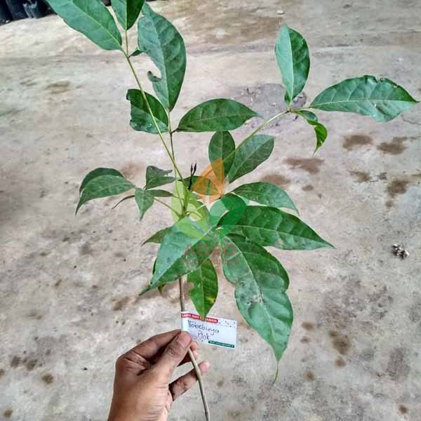 Bibit Bunga Tabebuya Pink 1 Meter UP