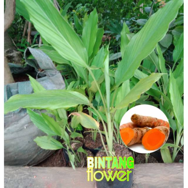 Tanaman herbal rimpang kunyit - koneng /bibit tanaman rimpang kunyit