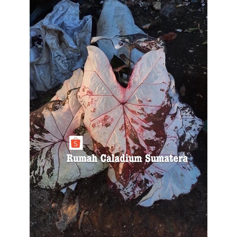 Bibitan kecil Caladium Thailand Julatreekoon,Bibit caladium hibrida thailand,Caladium hybris