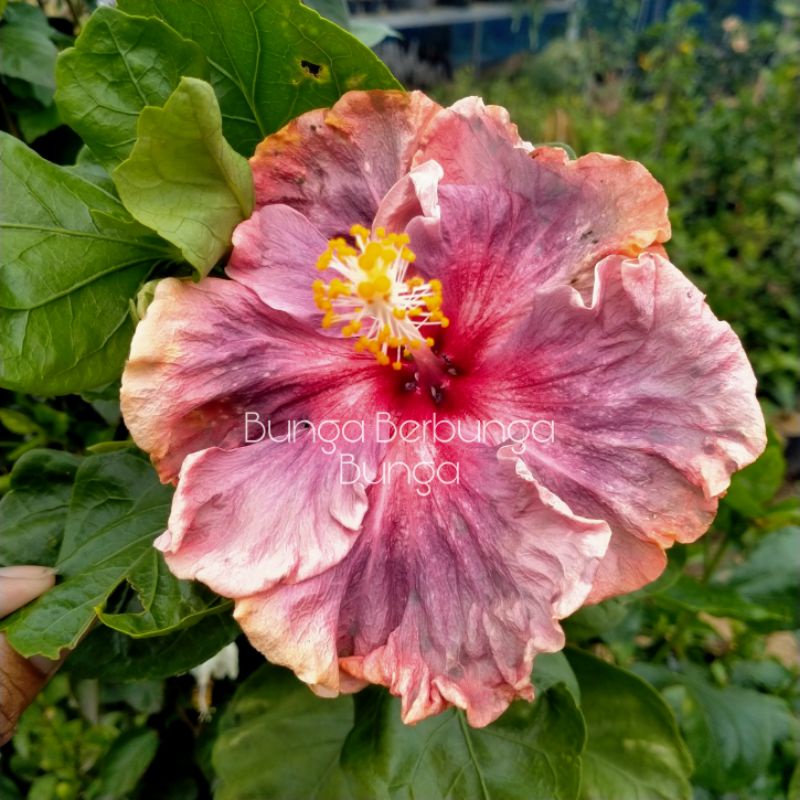 bibit tanaman hias kembang sepatu bunga hibiscus impor langka maroon apple