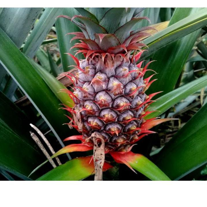 

{1.1] Nanas Muda Khas Subang untuk Pelancar Haid ♙