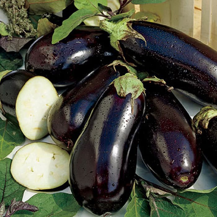 Benih Bibit Biji - Aubergine Black Beauty Terong Hitam Seeds - IMPORT - Serat Tinggi Bagus Untuk Diet