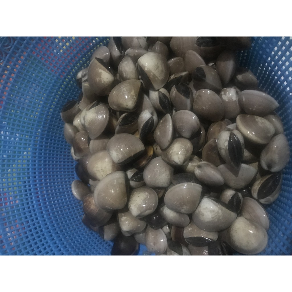 

Kerang Tahu Segar