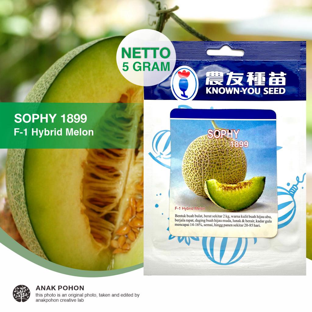 (1 PACK) Benih Melon Sophy 1899 F1 Hybrid Seeds - Known You Seed KYS - 5 GRAM - Cocok Untuk Hidroponik