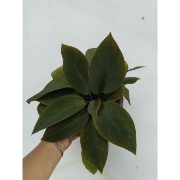 Homalomena 'Red Velvet'