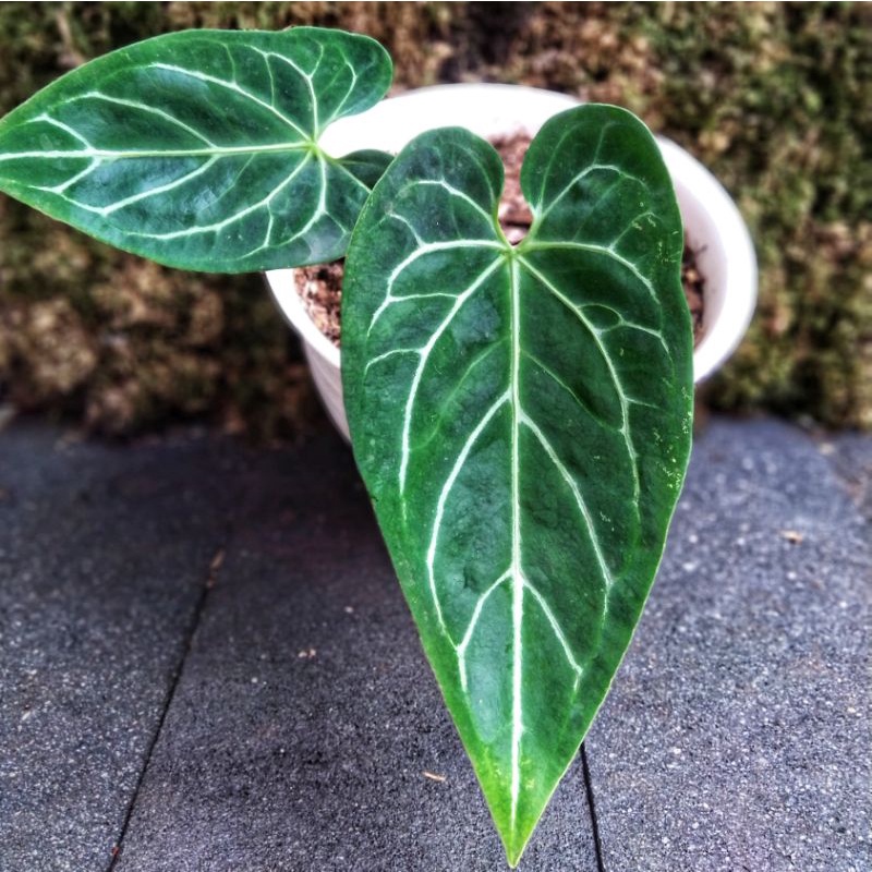 Anthurium Dark Mama x Regale Greg Hambali