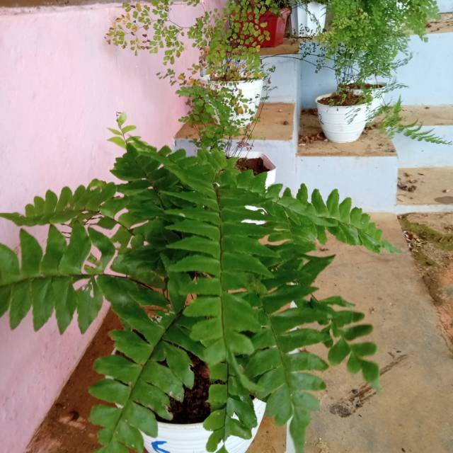 Tanaman Hias suplir Daun besar