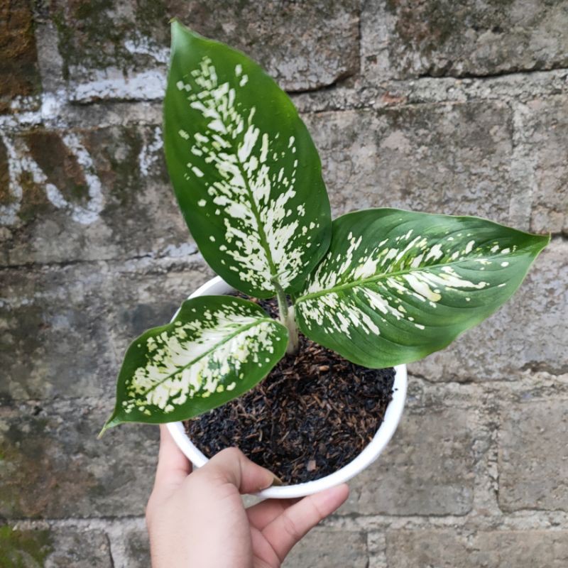 PROMO!! Tanaman Hias Dieffenbachia Snow White