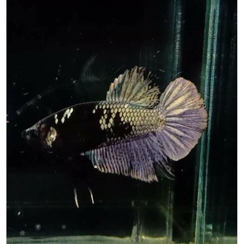 cupang plakat Avatar copper gold top grade. male