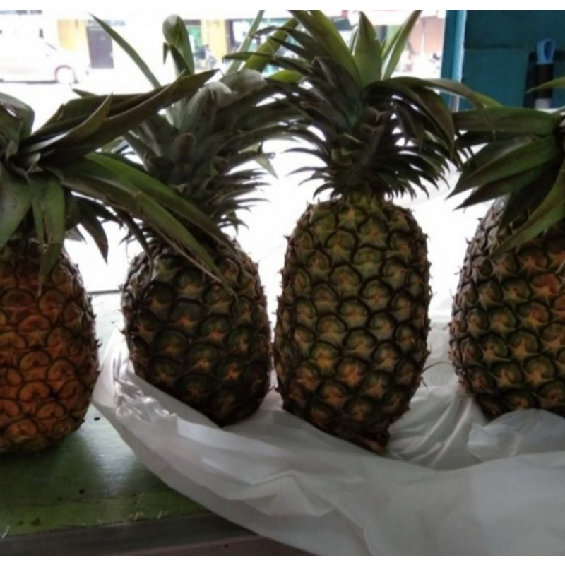 

Nenas Sipahutar Ukuran Jumbo 1 Buah (Pengiriman Medan)