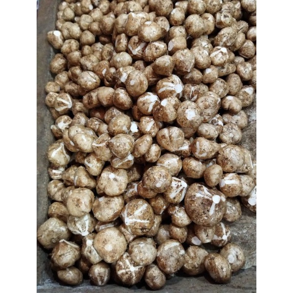 

bengkoang fresh /1 kg