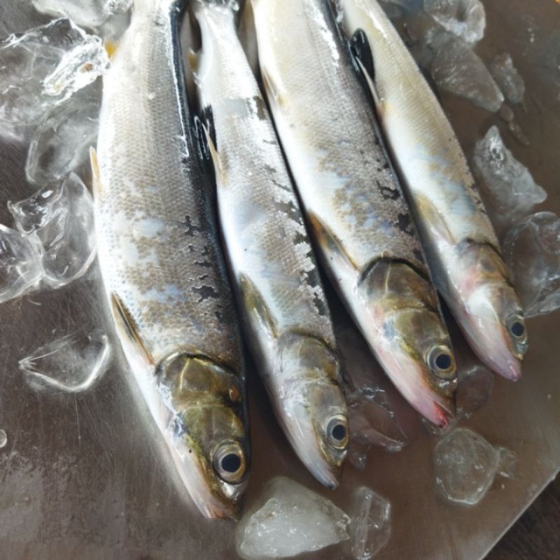 

Ikan Payus / ( Bandeng Laki" ) Segar Fresh 1Kg Hasil Laut BERGARANSI