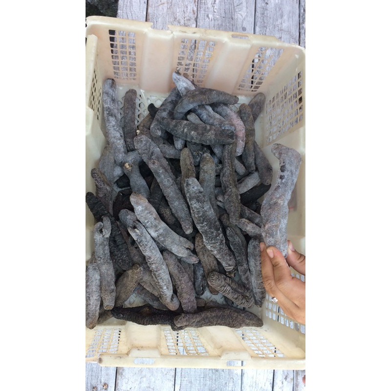 

Teripang/Haisom cerak hitam besar