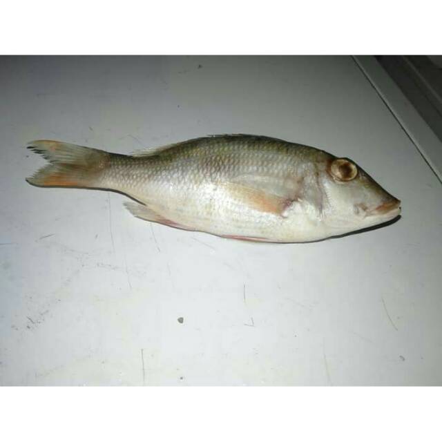 

Ikan Ketambak frozen / beku Foss Seafood
