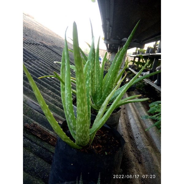 Bibit tanaman Lidah Buaya Jumbo Organik Pontianak