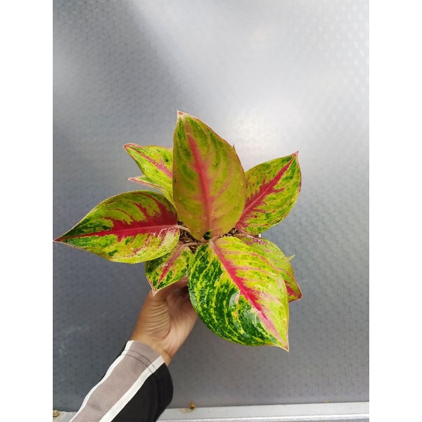 Tanaman hias aglaonema aglonema red panama