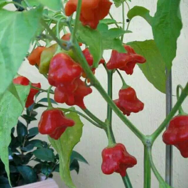 Paket benih/biji/seed cabai unik cabai hias cabai BISHOP CROWN