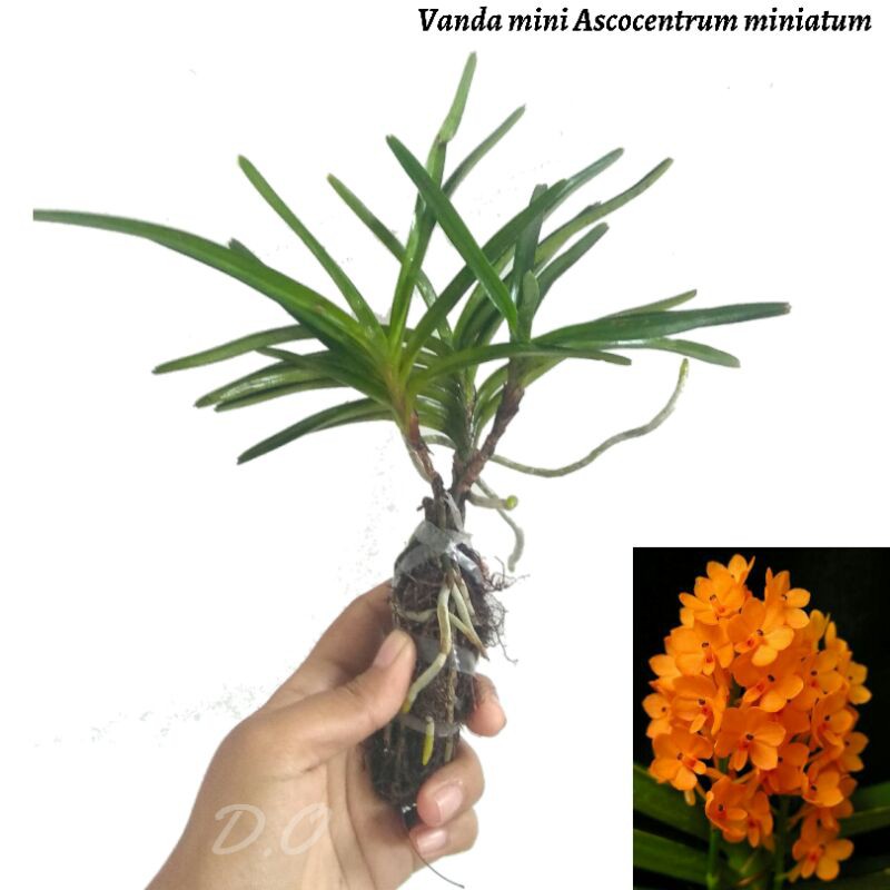 Anggrek Mini Asco Dewasa