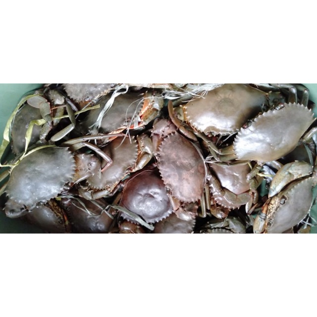 Kepiting bakau , kepiting segar