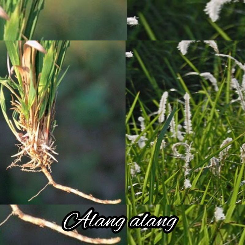 

akar rumput Alang Alang,akar Alang Alang segar di cabut saat di pesan