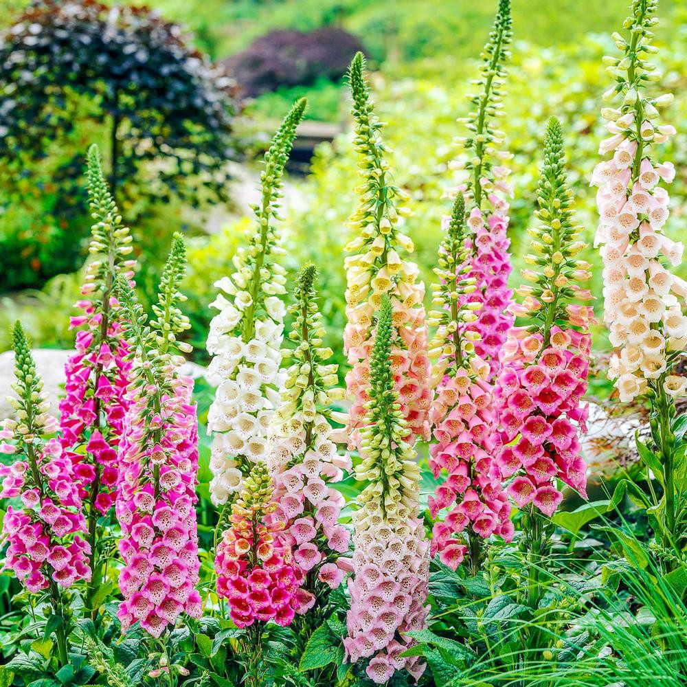 [Best Selling] 40 Seeds - Foxglove Mixed Flower Haira Seed Biji Benih Bunga - SR0098