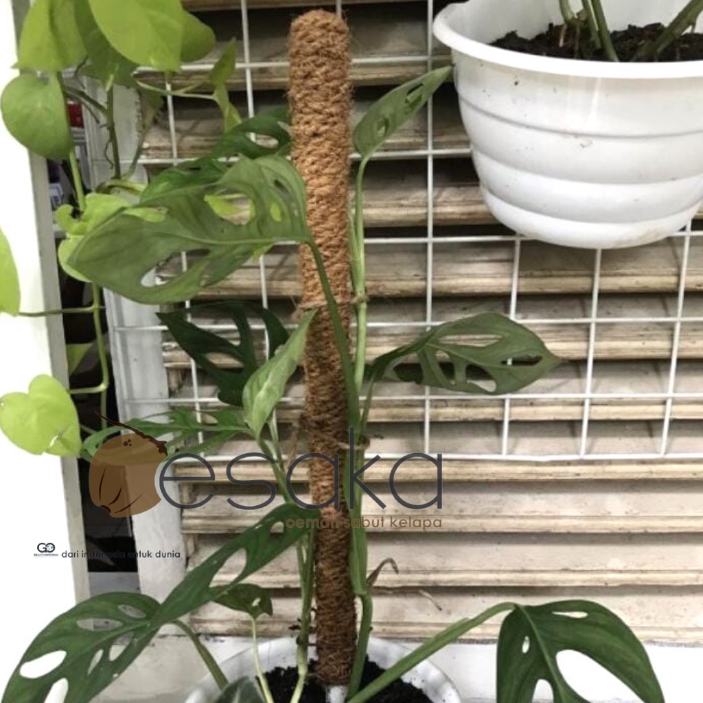 TURUS PENYANGGA TANAMAN RAMBAT PIPA  PANJANG 50 CM OESAKA