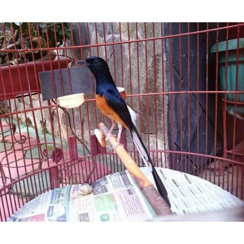 Burung murai batu Medan non gembung bodi big super MentaL fighter