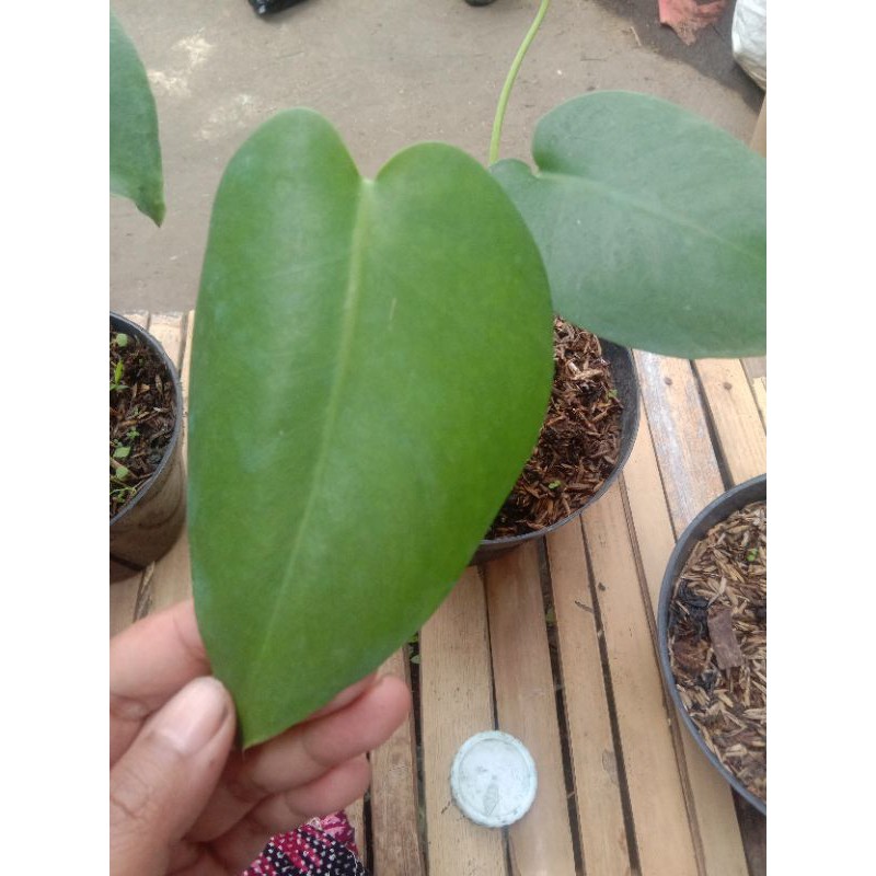 monstera deliciosa king anakan