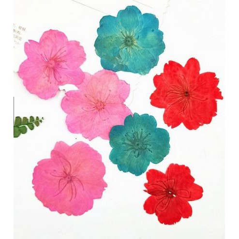 Sakura Dried Flower - Bunga Sakura Kering (1pc)