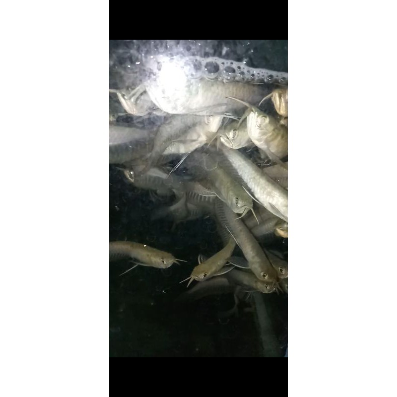 Ikan arowana silver brazil