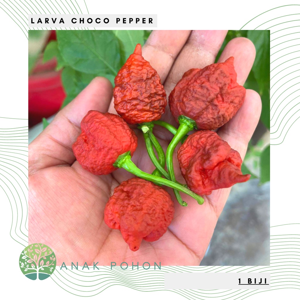 Benih Bibit Biji - Cabai Larva Choco Pepper Cabe Super Pedas Seeds