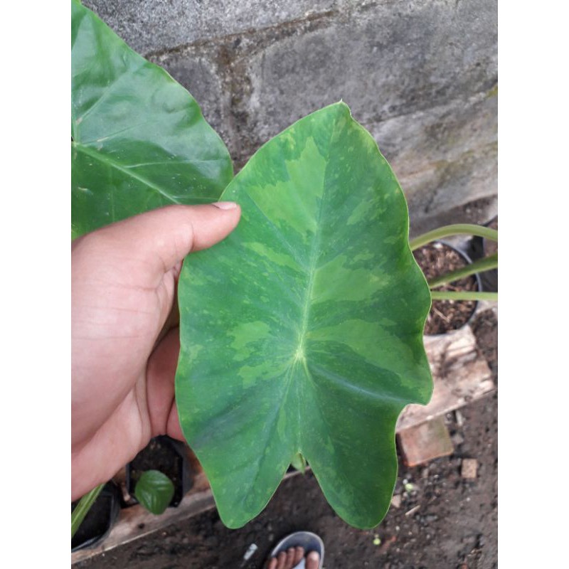 colocasia midori sour