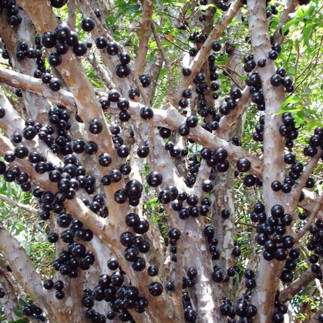 Bibit tanaman buah anggur Brazil jaboticaba