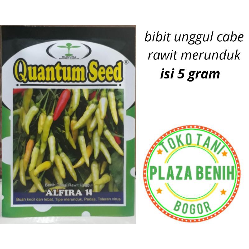 Isi 5gram Benih Bibit Cabe Rawit Merunduk Alfira 14  (isi sekitar 1050 biji)