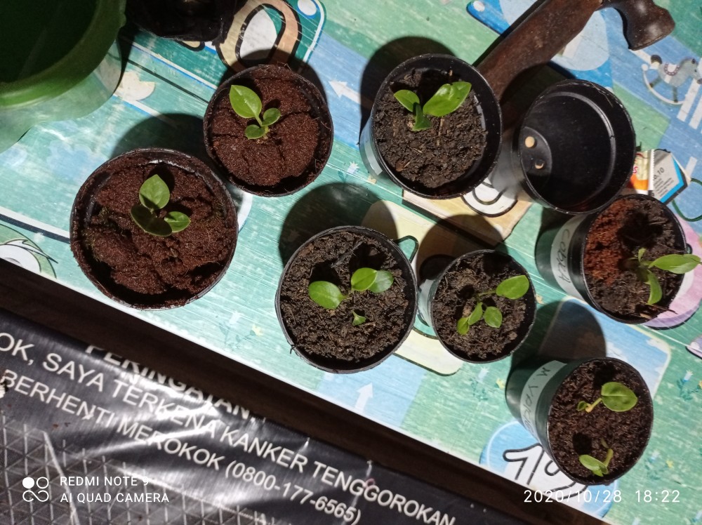 Bibit Anturium Jemani Mangkok Tornado